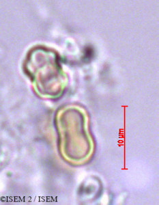 ISEM 2/Myosotis_sicula_29267/Myosotis_sicula_29267_0001(copy)_thumb.jpg
